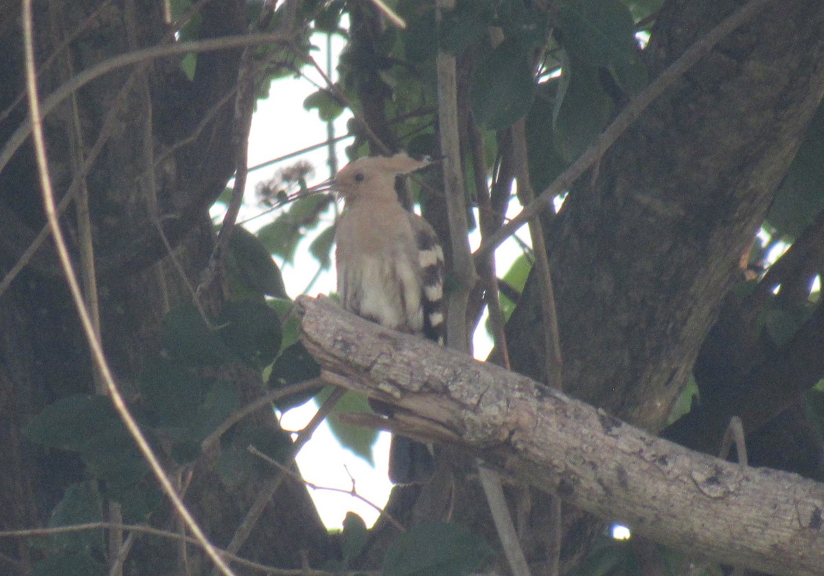 戴勝 - ML646896782