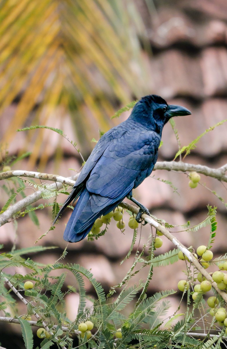 Large-billed Crow - ML646896784