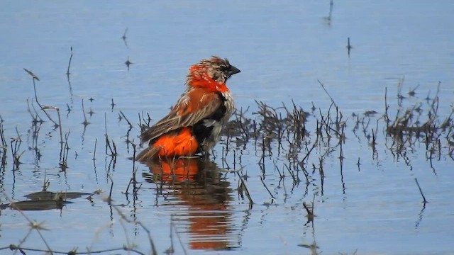 snovač červený - ML646896785