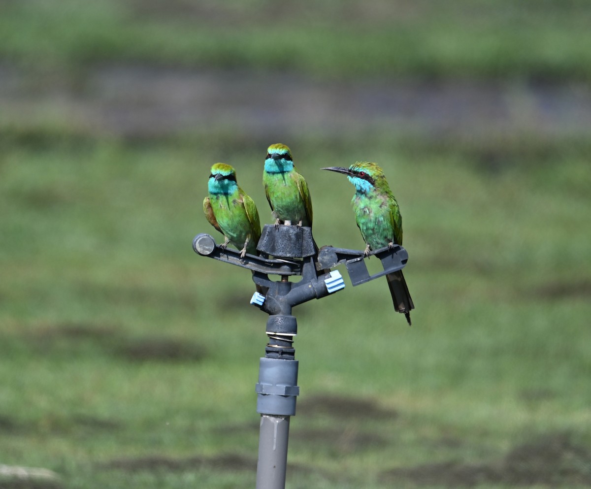 Blaukehl-Smaragdspint - ML646896789