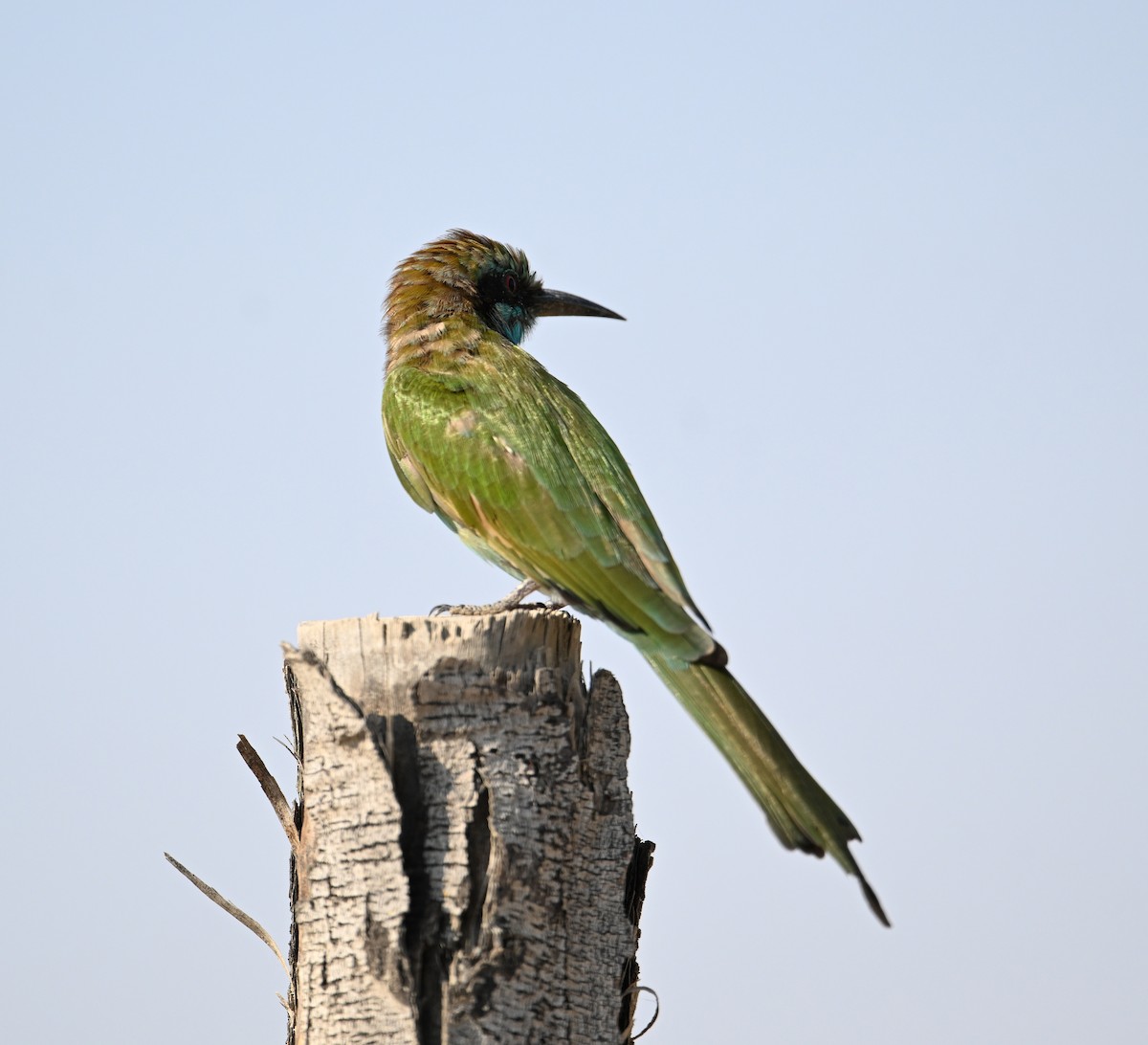 Blaukehl-Smaragdspint - ML646896790