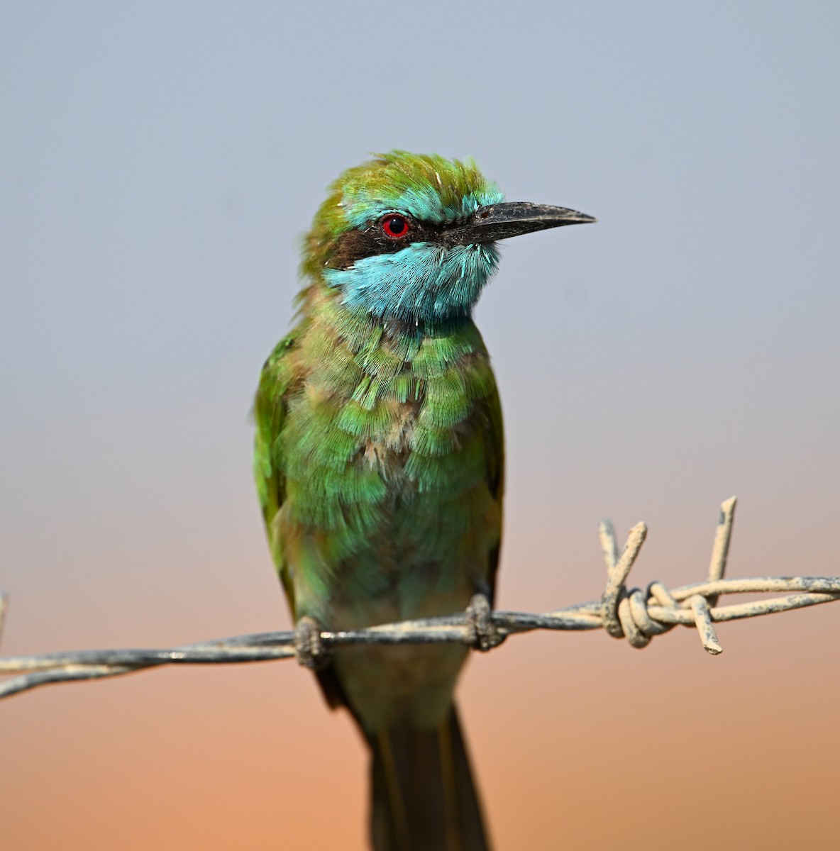 Blaukehl-Smaragdspint - ML646896791