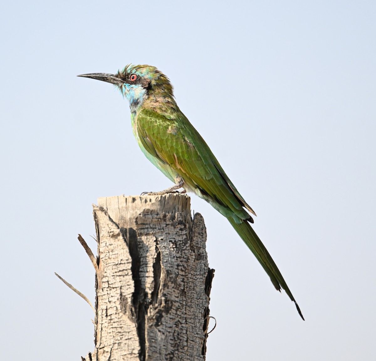 Blaukehl-Smaragdspint - ML646896792