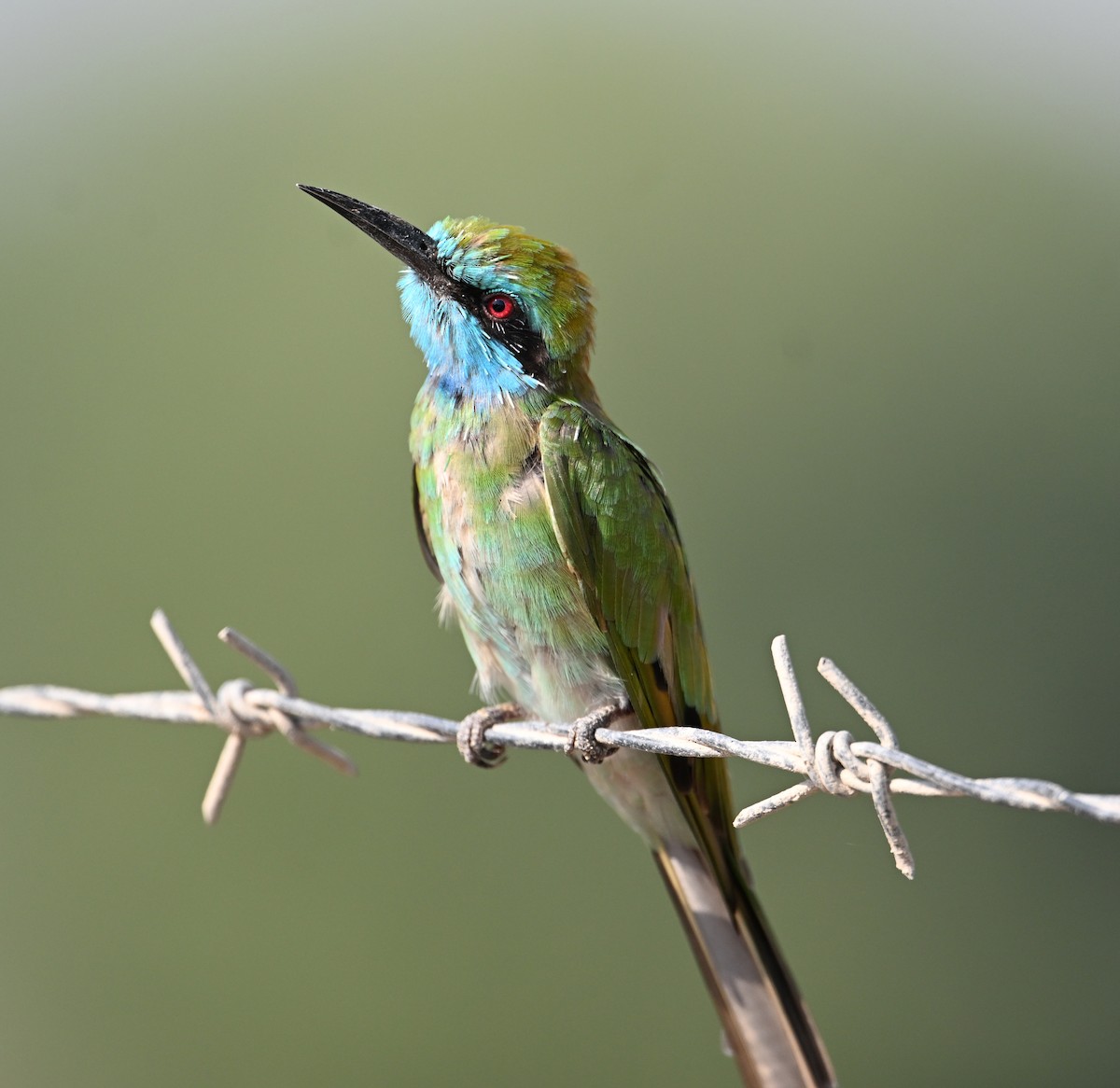 Blaukehl-Smaragdspint - ML646896794