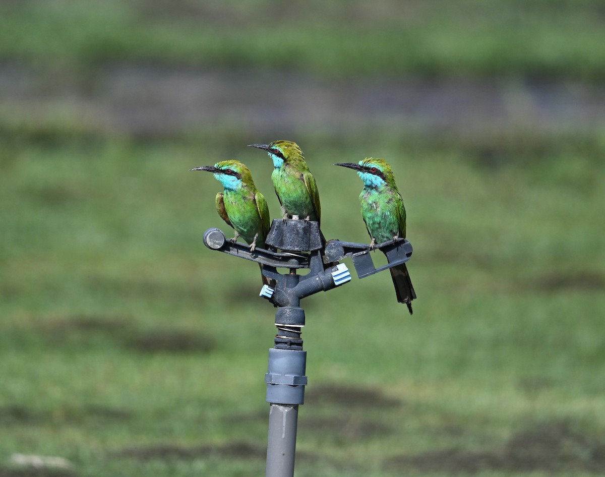 Blaukehl-Smaragdspint - ML646896795