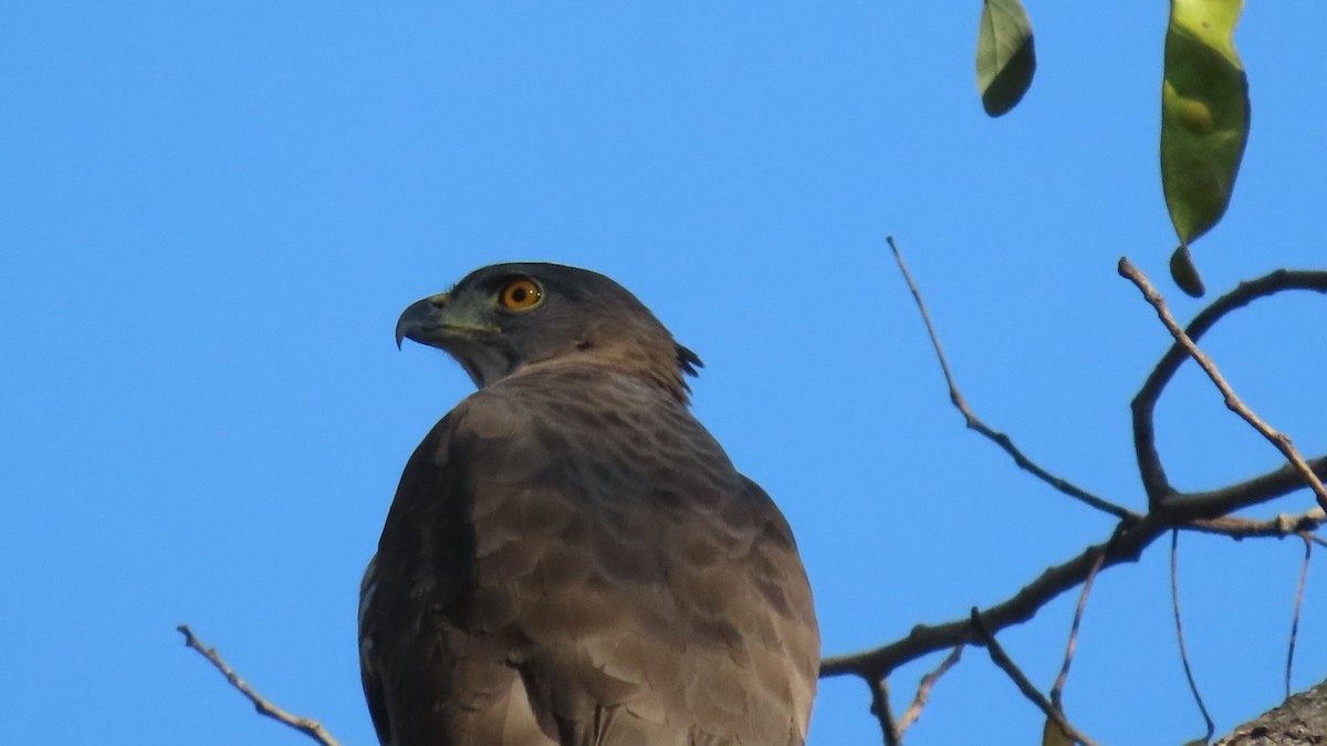 Autour huppé - ML646896796