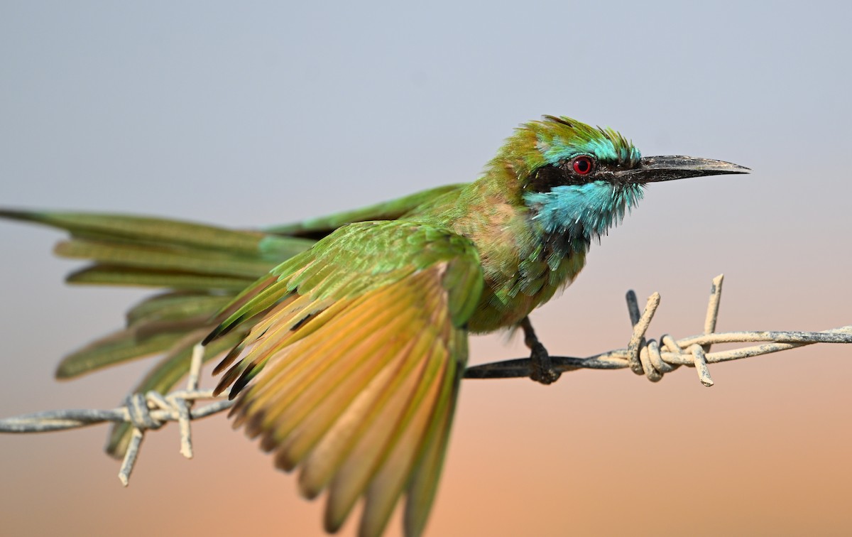 Blaukehl-Smaragdspint - ML646896797