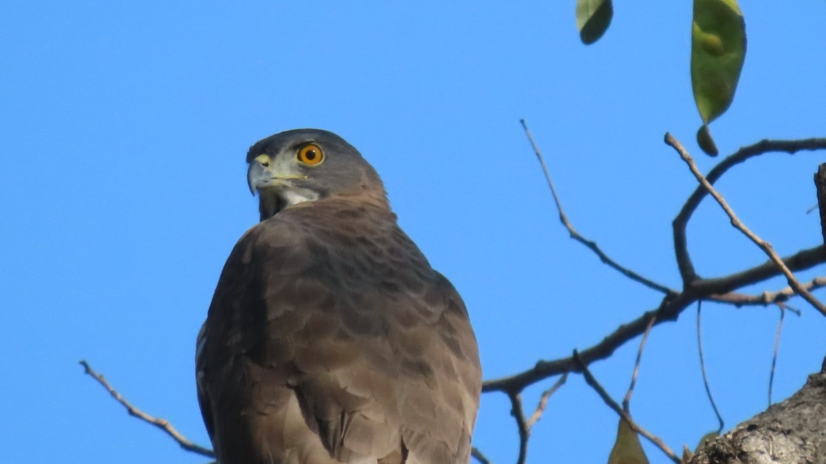 Autour huppé - ML646896799