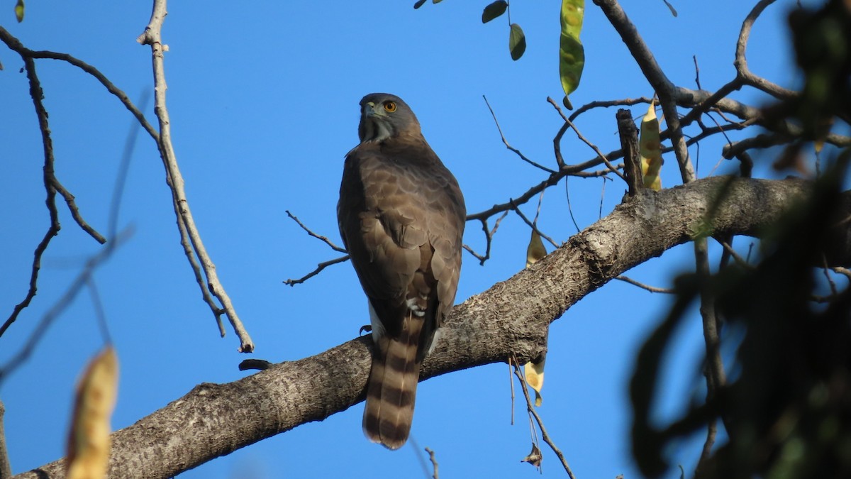 Autour huppé - ML646896801