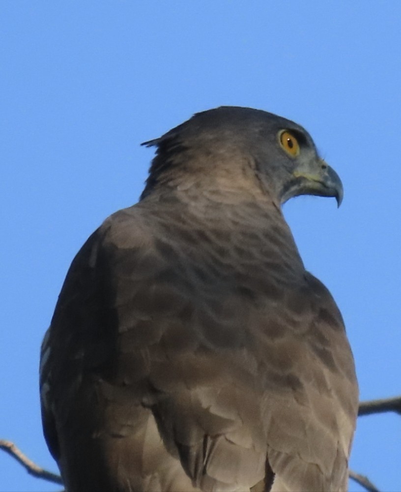 Autour huppé - ML646896802