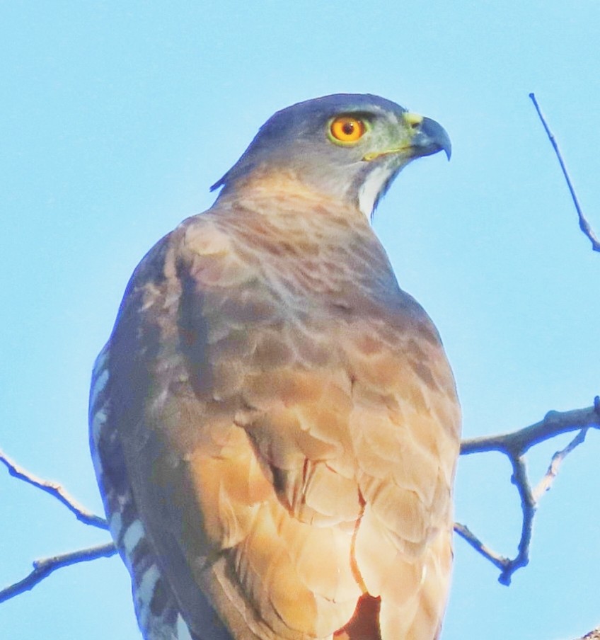 Autour huppé - ML646896803