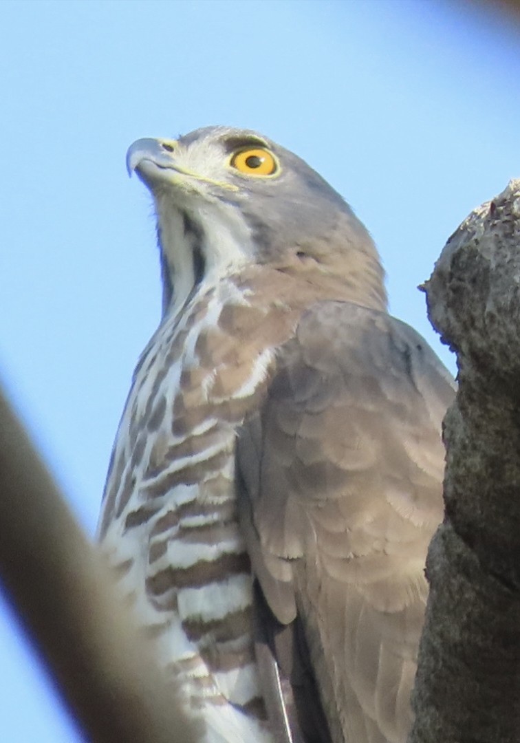 Autour huppé - ML646896804