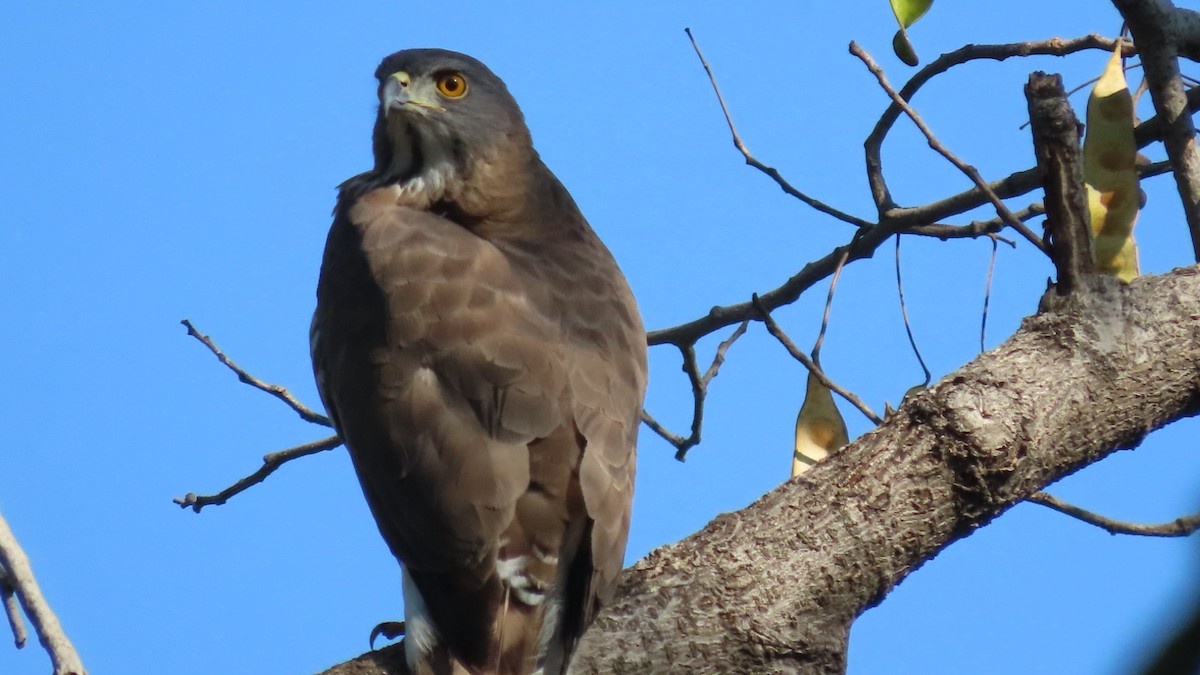 Autour huppé - ML646896805