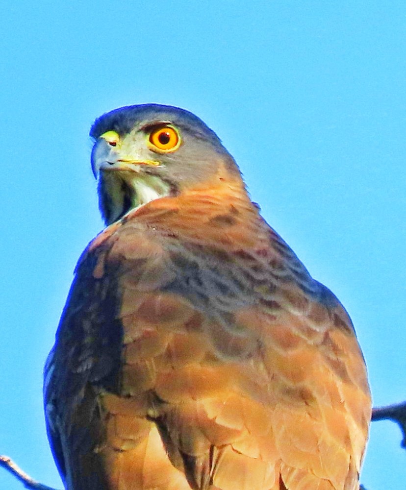 Autour huppé - ML646896806