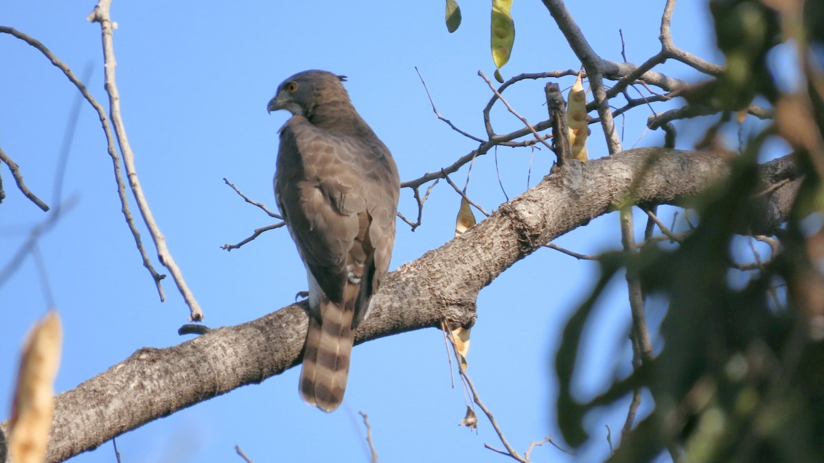 Autour huppé - ML646896807