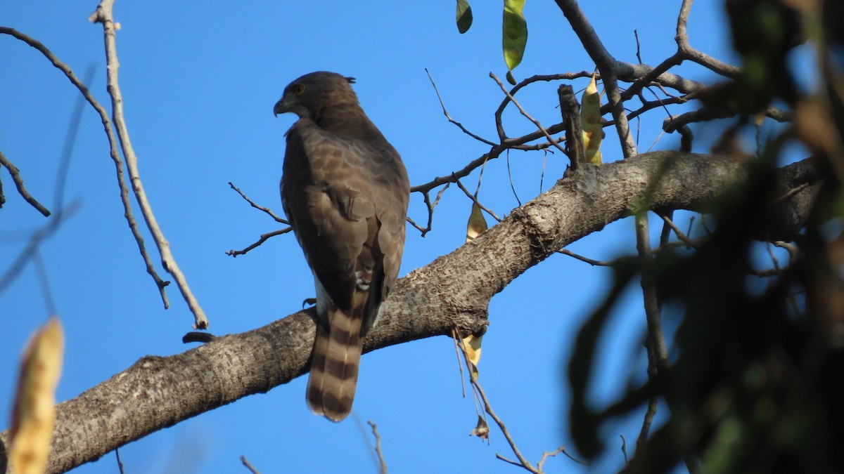 Autour huppé - ML646896809