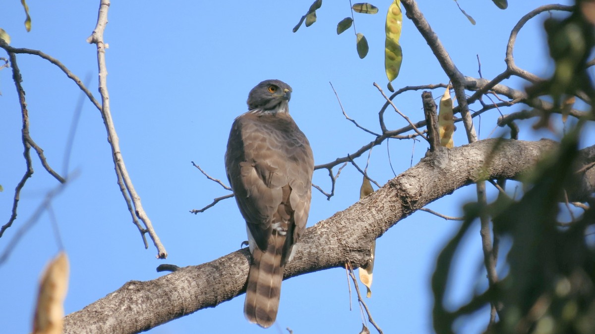 Autour huppé - ML646896810