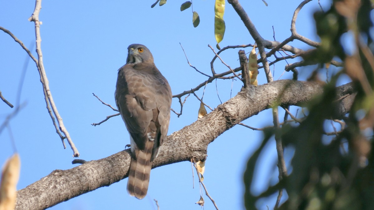 Autour huppé - ML646896811