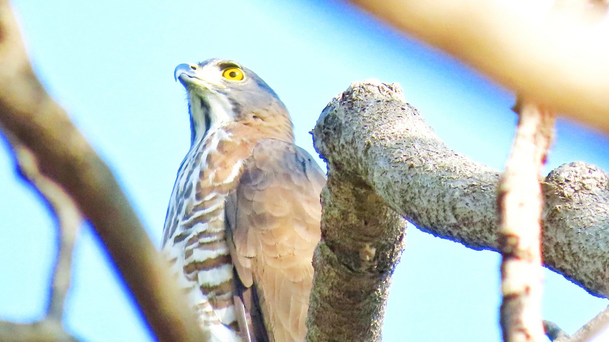 Autour huppé - ML646896812