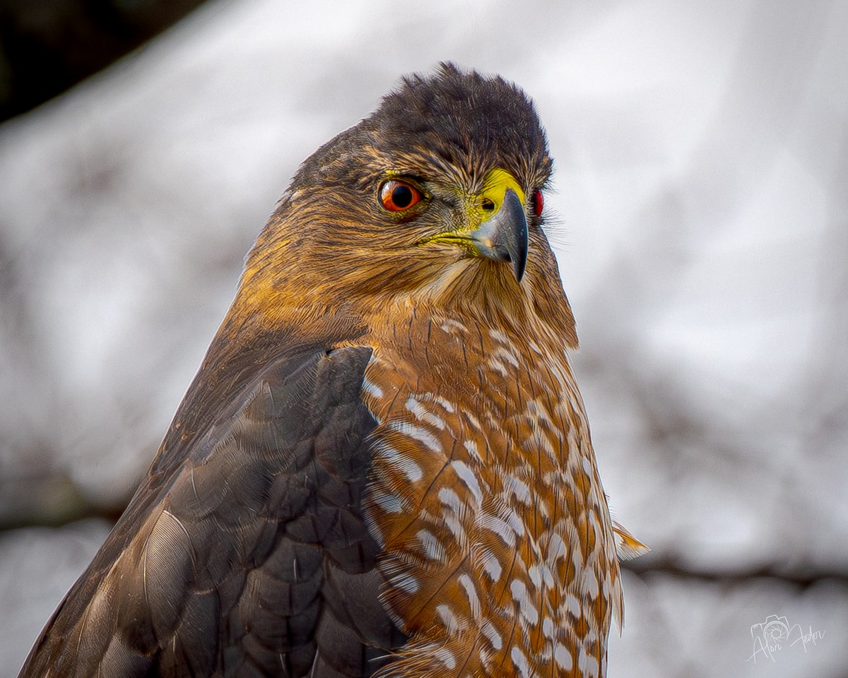 Cooper's Hawk - ML646896814