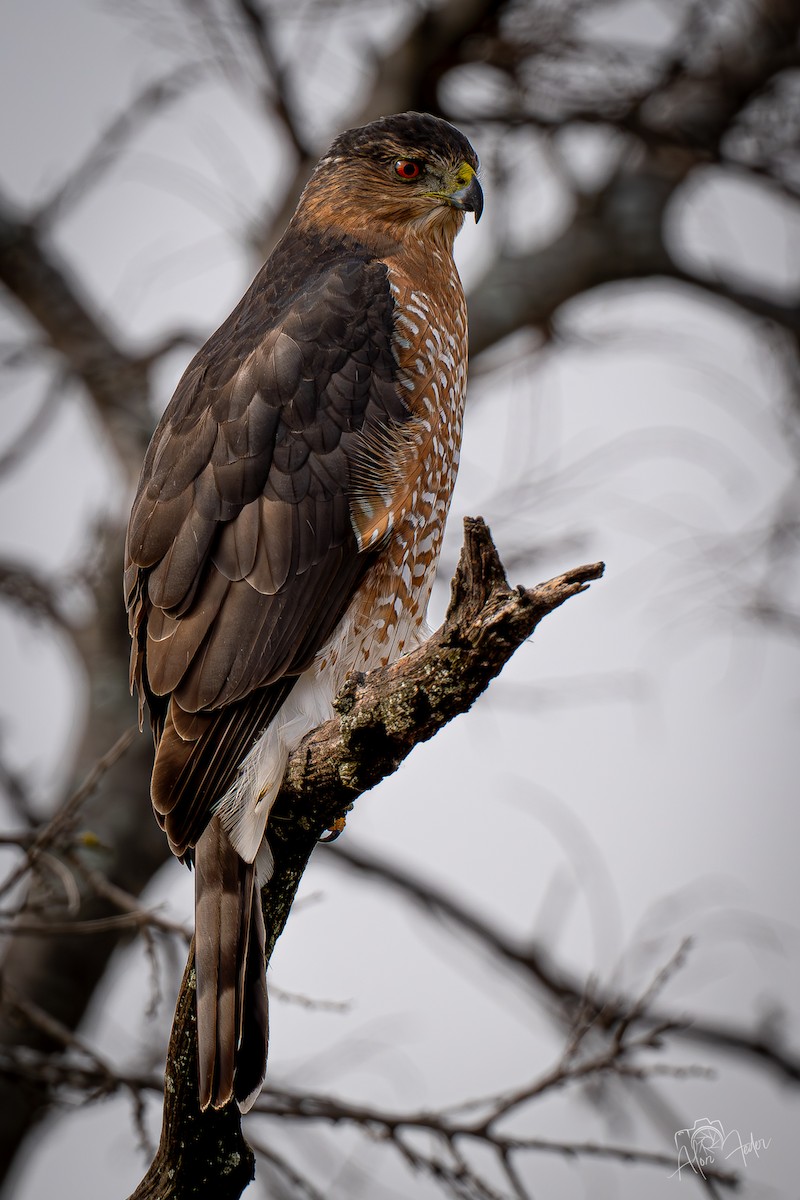 Cooper's Hawk - ML646896815