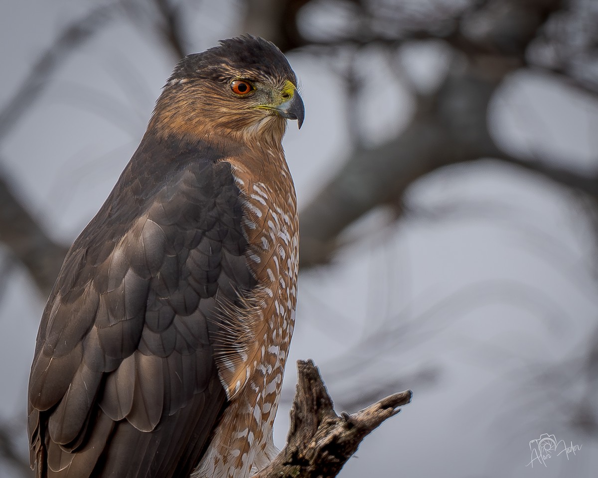Cooper's Hawk - ML646896816