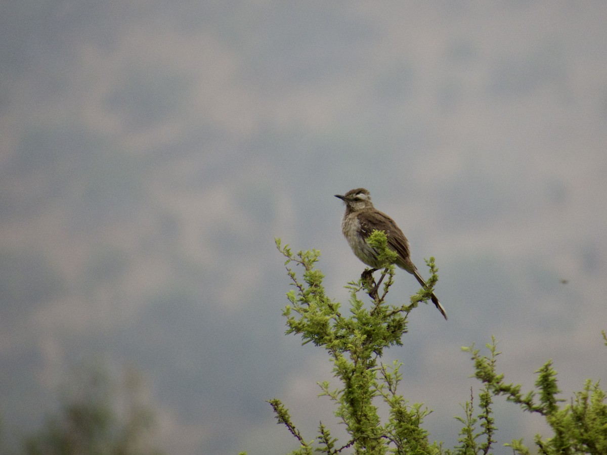 Chilean Mockingbird - ML646896817