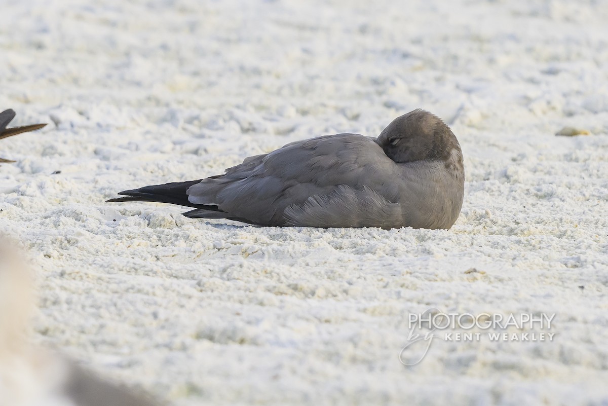 ørkenmåke - ML646896819