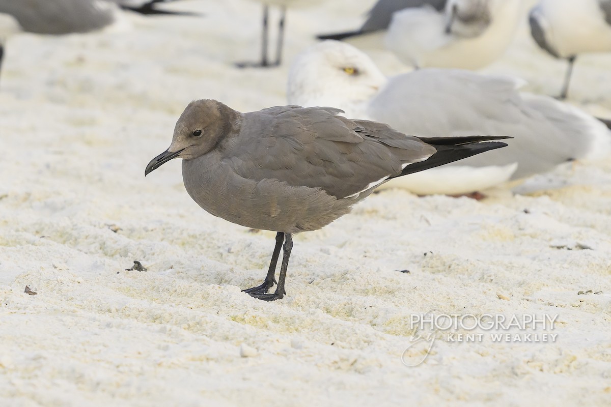 ørkenmåke - ML646896820