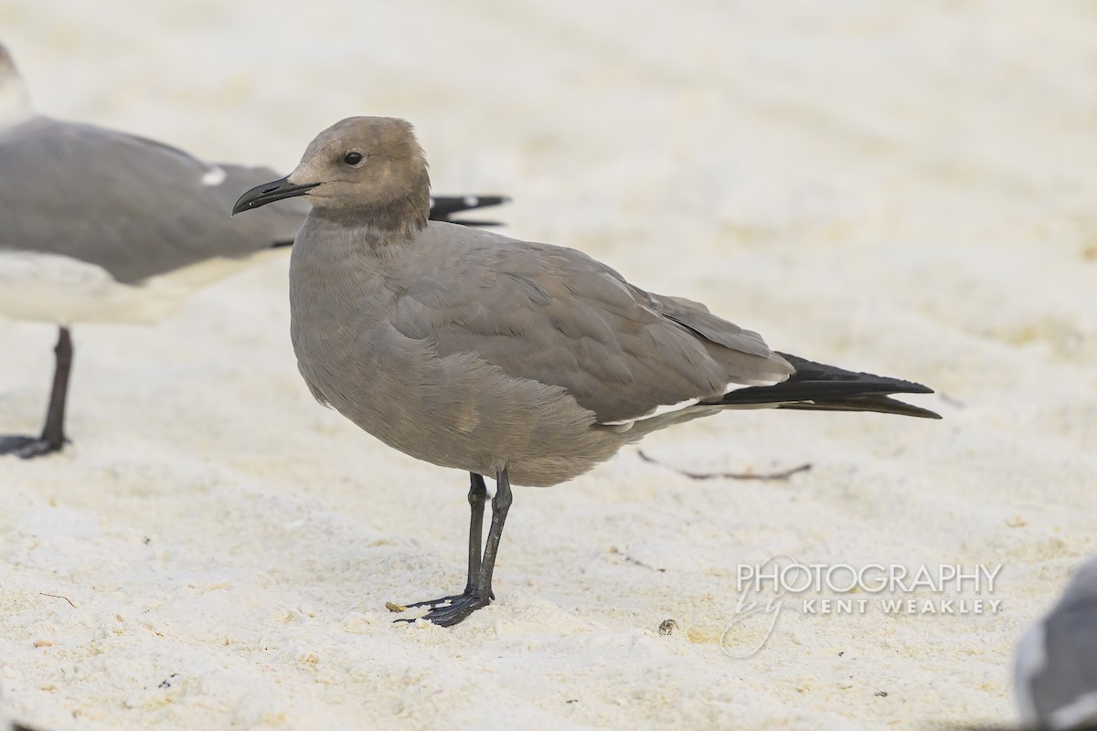 ørkenmåke - ML646896821