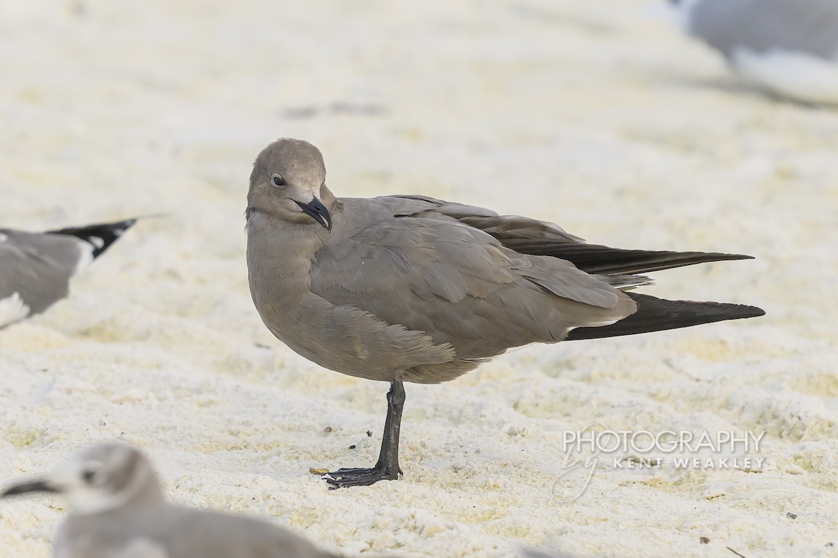 ørkenmåke - ML646896822