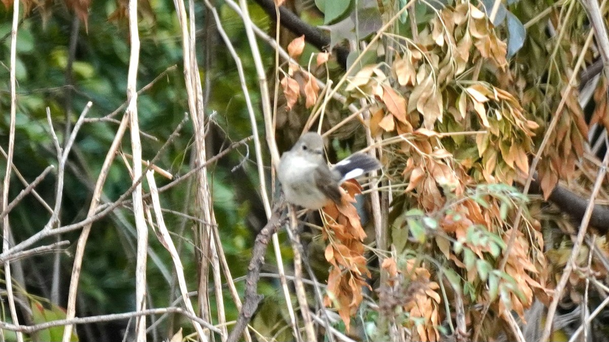 Taiga/Red-breasted Flycatcher - ML646896823