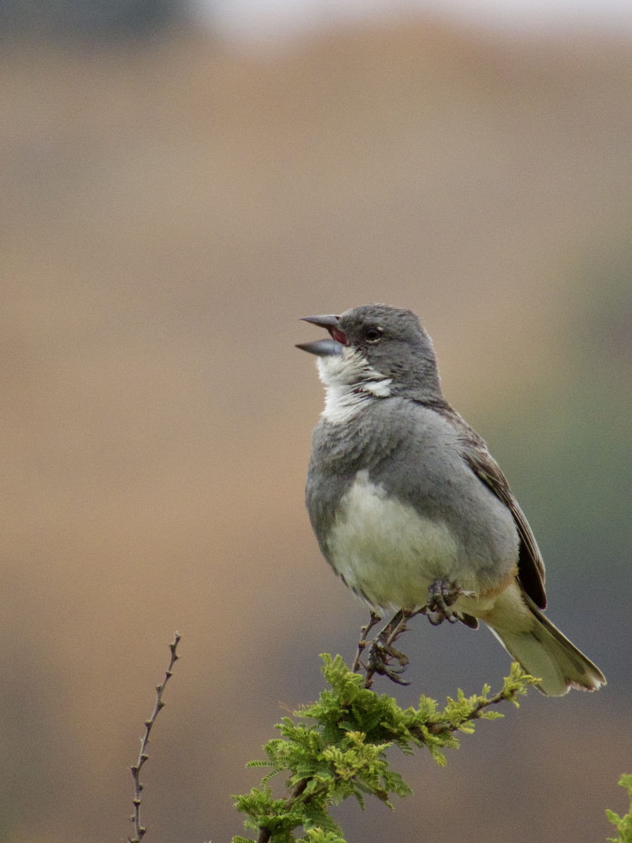 Diuca Finch - ML646896827