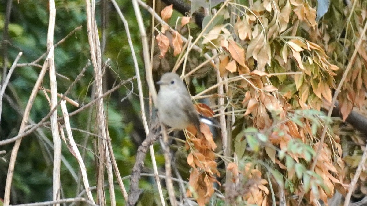 Taiga/Red-breasted Flycatcher - ML646896829