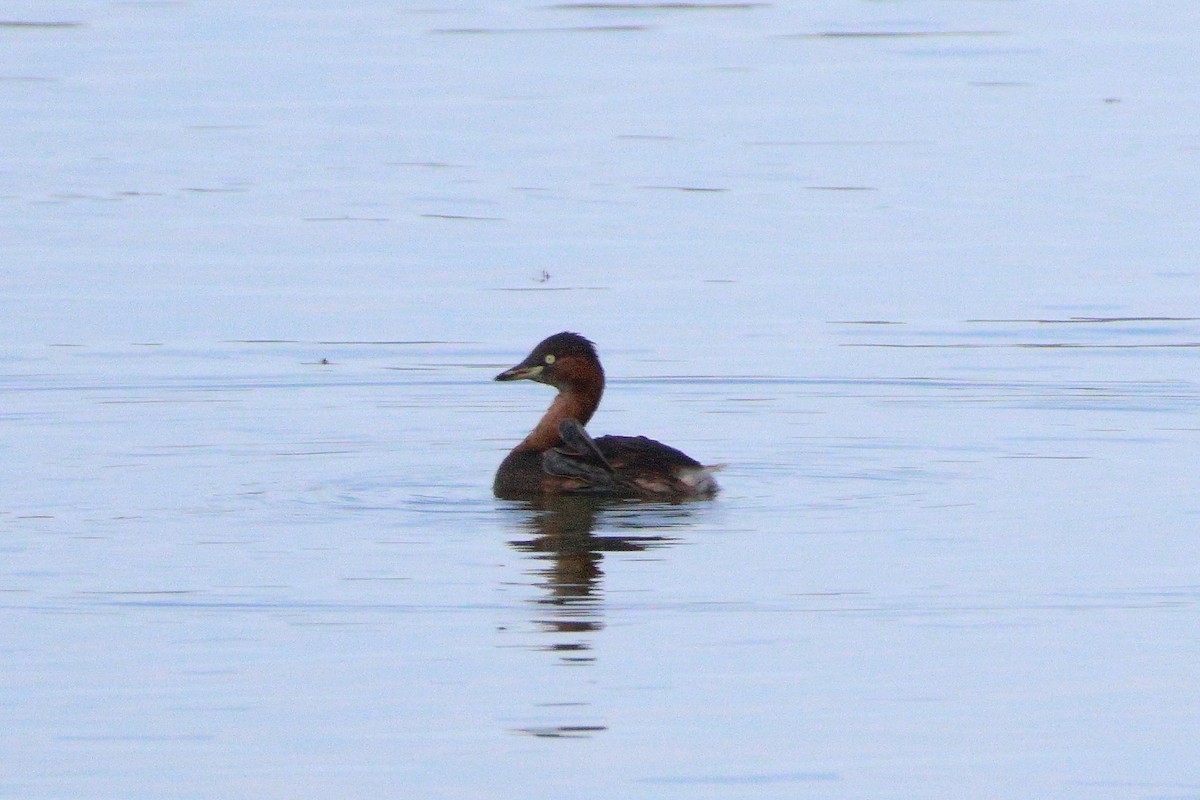 dvergdykker - ML646896831