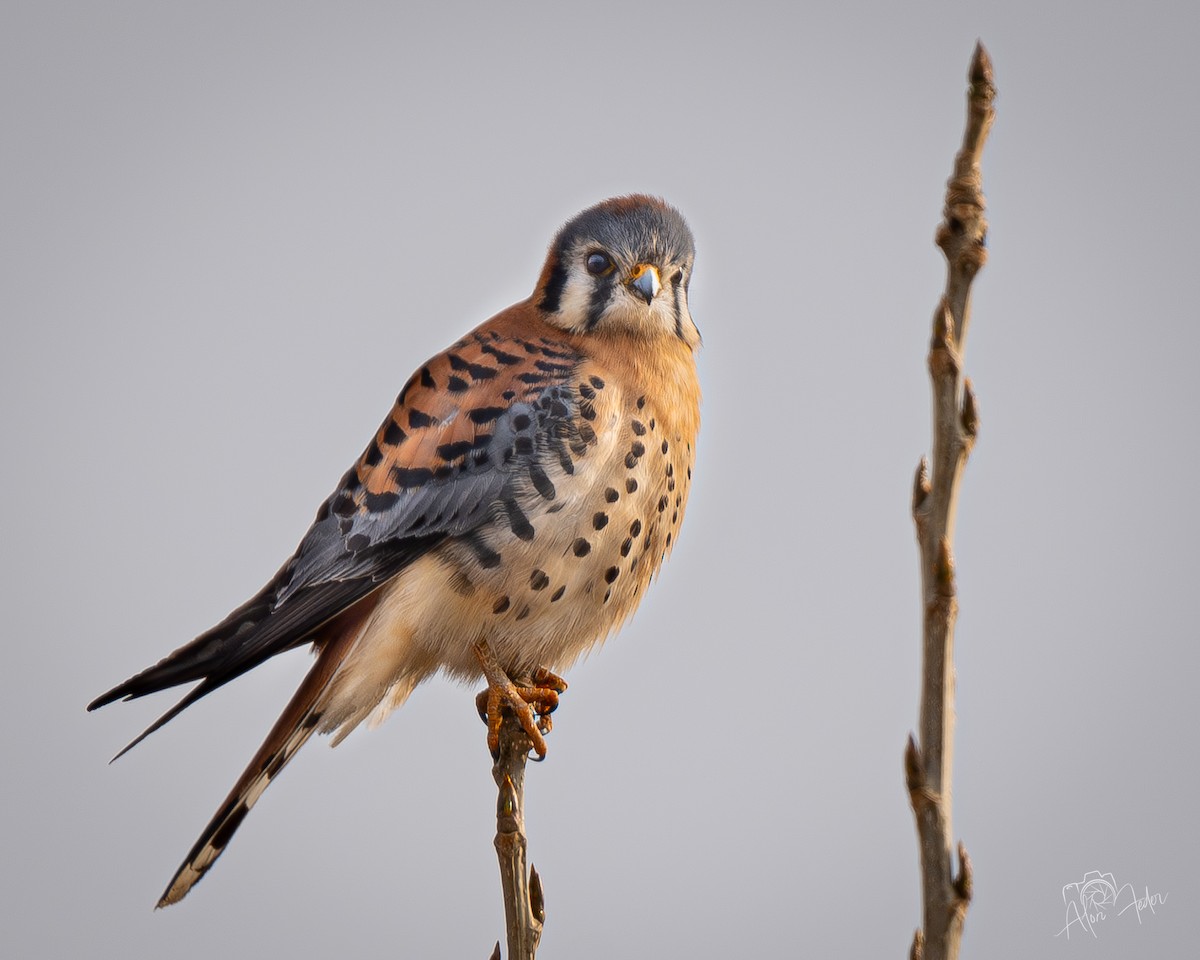 American Kestrel - ML646896833