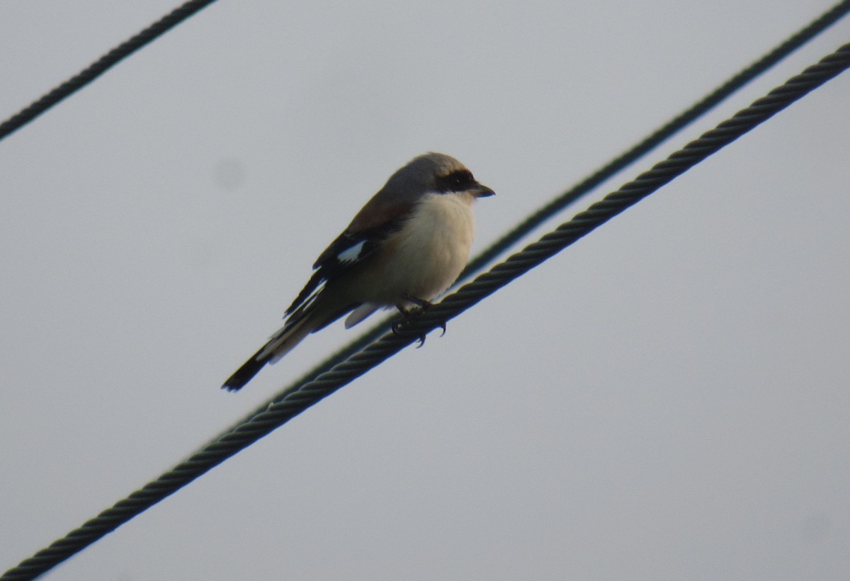 indiavarsler - ML646896836