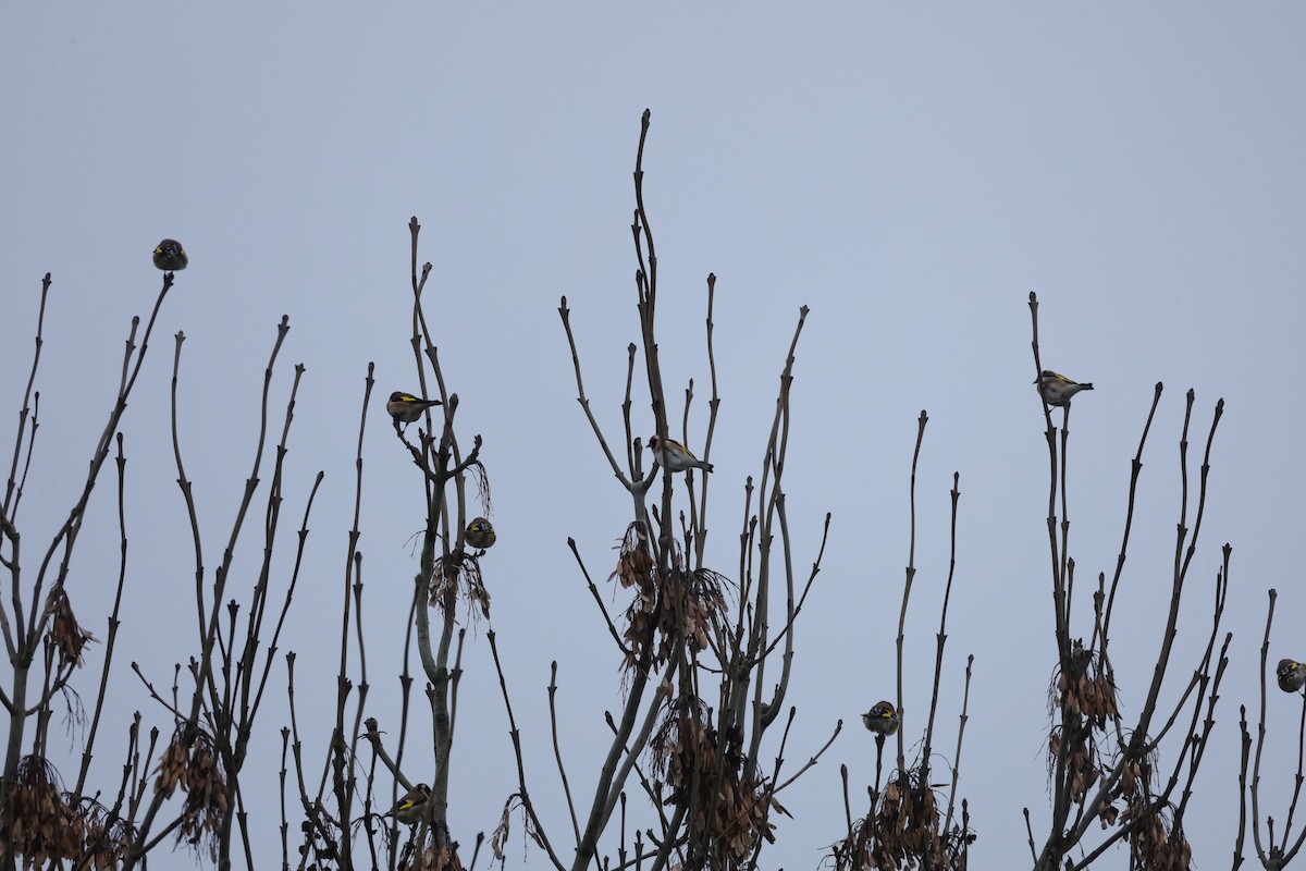 ゴシキヒワ - ML646896846