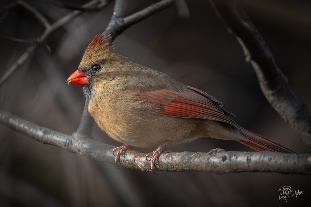 Northern Cardinal - ML646896848
