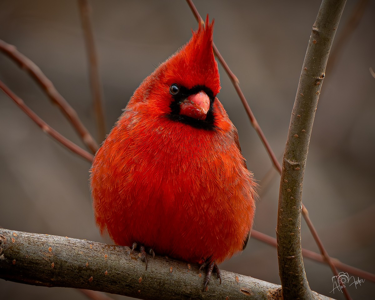 Northern Cardinal - ML646896849