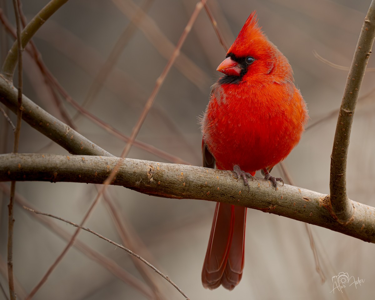Northern Cardinal - ML646896850