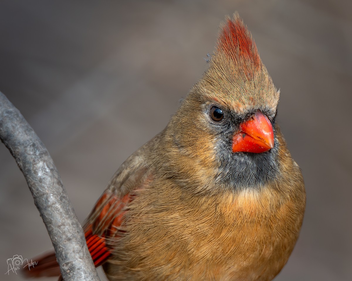 Northern Cardinal - ML646896851