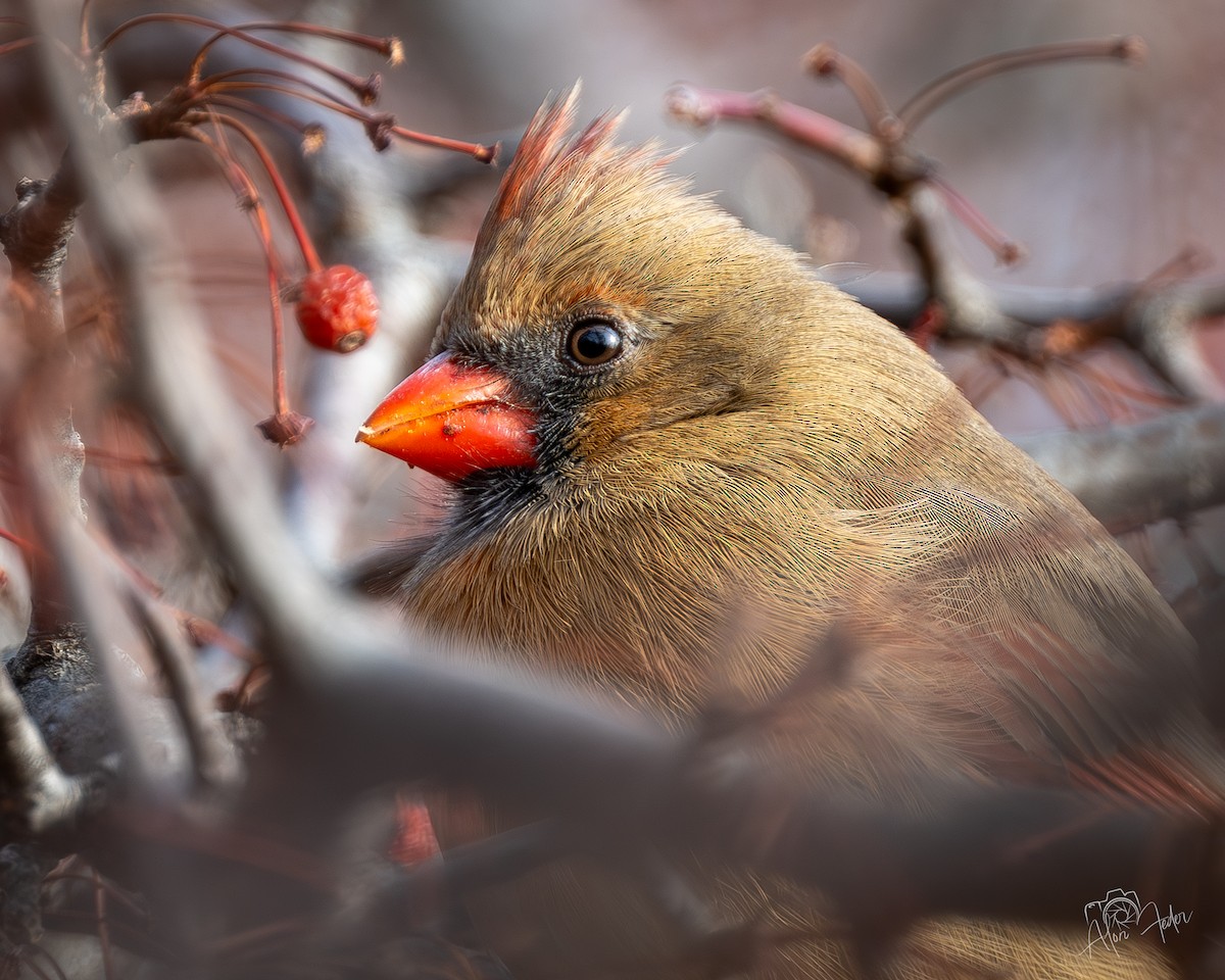 Northern Cardinal - ML646896852