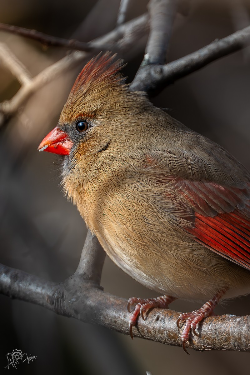Northern Cardinal - ML646896853