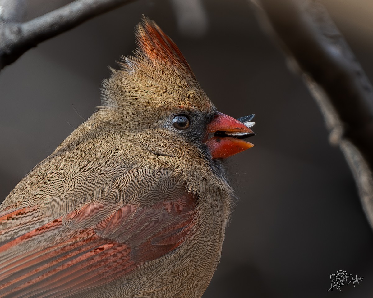 Northern Cardinal - ML646896854