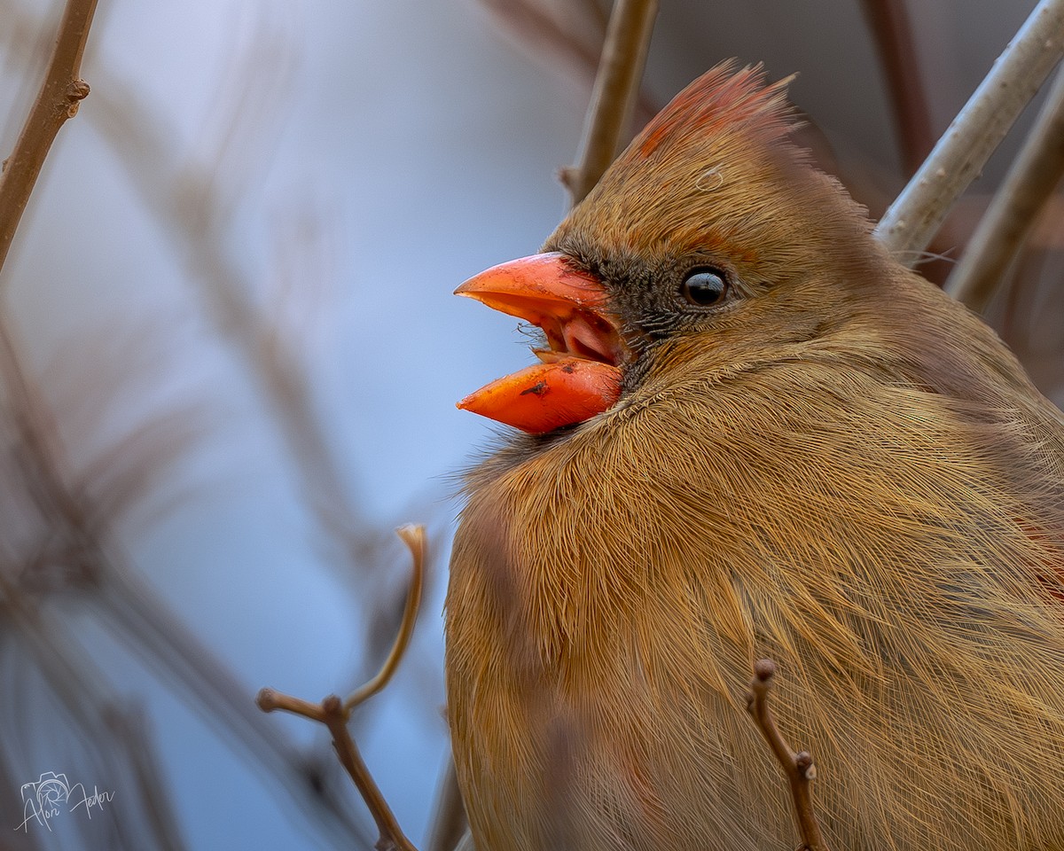 Northern Cardinal - ML646896855