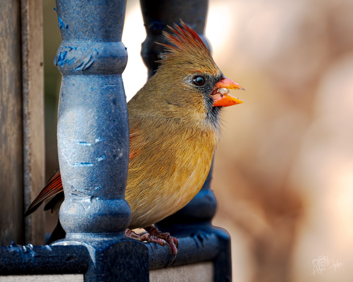 Northern Cardinal - ML646896856