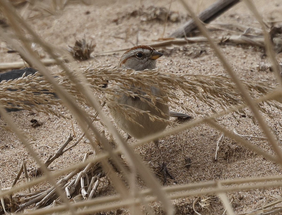 Bruant hudsonien - ML646896859