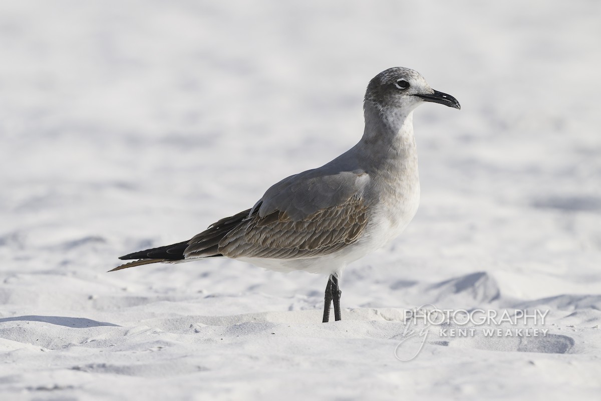 lattermåke - ML646896868