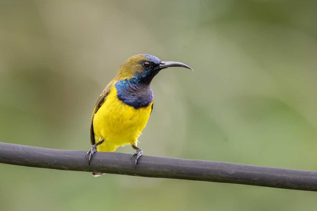 Zeytuni Sırtlı Nektarkuşu - ML646896870